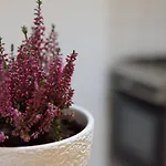 Lejlighed Ultracentral - 